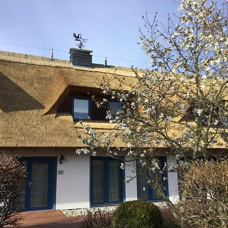 Schilf Peenemunde